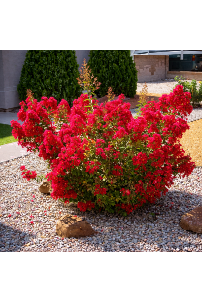 Лагерстремія Петіт Ред в саду